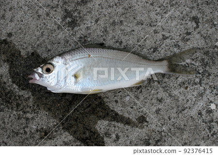 黑鷺是一種被小型漁民捕獲的罕見魚類。 黑鷺是一種被小型漁民捕獲的罕見魚類。 92376415