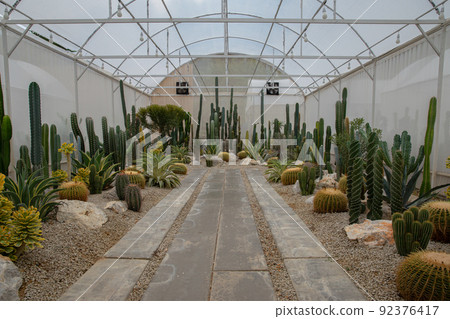 Thailand, Barrel Cactus, Beauty, Between, Blossom Thailand, Barrel Cactus, Beauty, Between, Blossom 92376417