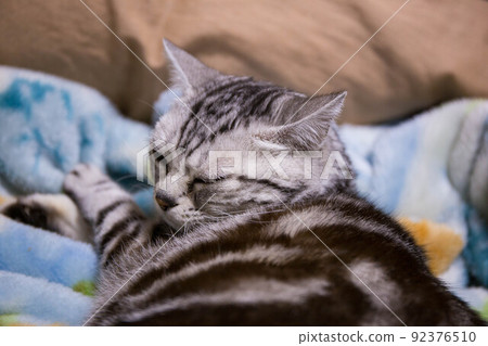 Top ranking cats you want to keep American Shorthair 92376510