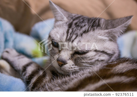 Top ranking cats you want to keep American Shorthair 92376511