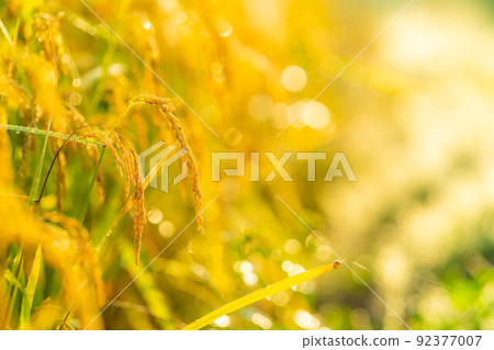 [Autumn material] Rice covered with morning dew [Nagano Prefecture] 92377007