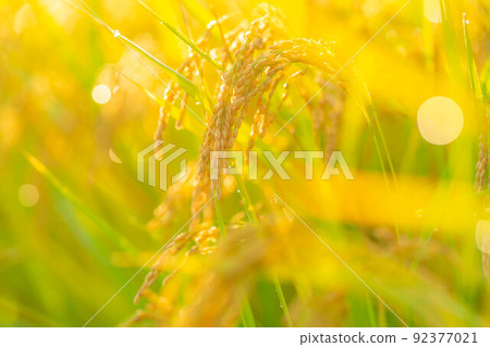 [Autumn material] Rice covered with morning dew [Nagano Prefecture] 92377021