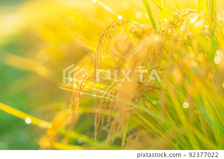 [Autumn material] Rice covered with morning dew [Nagano Prefecture] 92377022