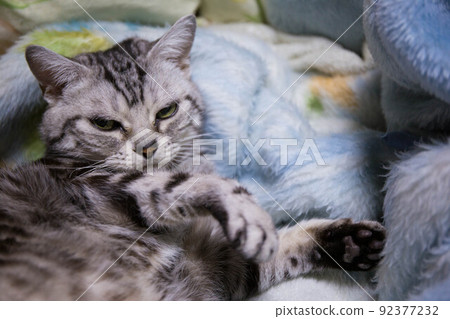 你想養的排名靠前的貓 美國短毛貓 你想養的排名靠前的貓 美國短毛貓 92377232