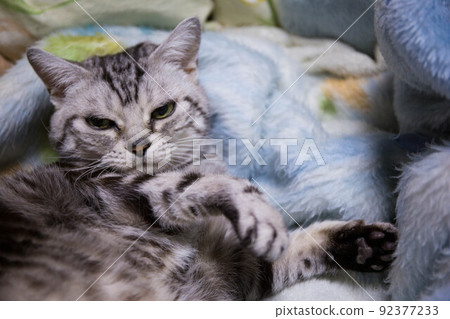 Top ranking cats you want to keep American Shorthair 92377233