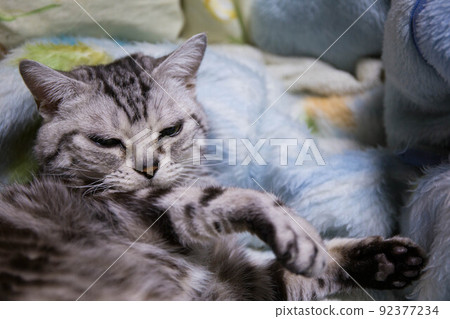 Top ranking cats you want to keep American Shorthair Top ranking cats you want to keep American Shorthair 92377234