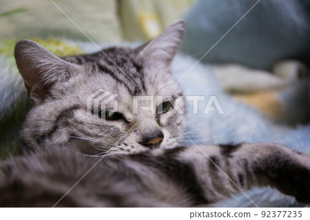 Top ranking cats you want to keep American Shorthair 92377235