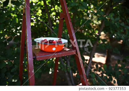 Close-up. Still life. An enamel bowl with freshly picked ripe cherries, standing on a metal ladder in a cherry orchard 92377353