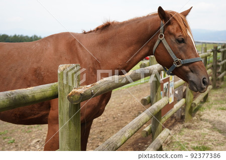 牧場馬 92377386