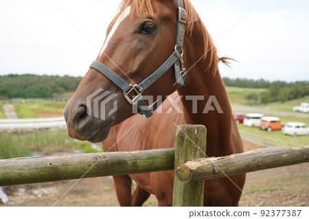 牧場馬 92377387