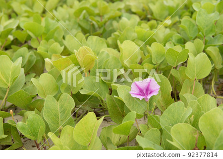 Morning glory flower background,Selective focus. Morning glory flower background,Selective focus. 92377814