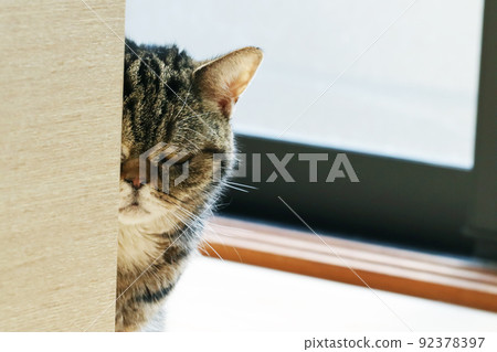 Cat American Shorthair Brown Tabby scolded and hidden Cat American Shorthair Brown Tabby scolded and hidden 92378397