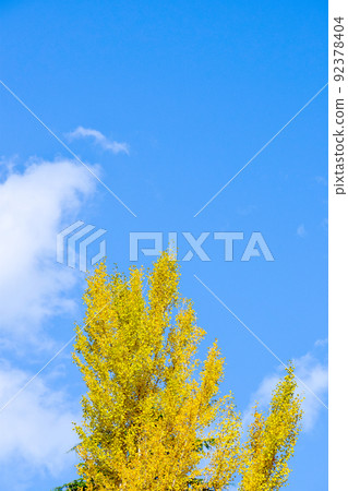 Ginkgo biloba in blue sky Ginkgo biloba in blue sky 92378404