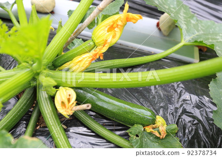 zucchini  92378734