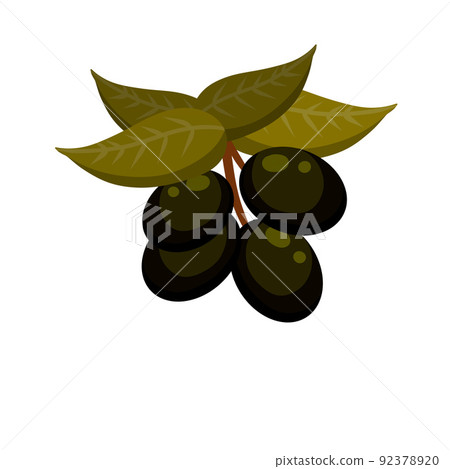 Olive. Black vegetable on branch with leaves Olive. Black vegetable on branch with leaves 92378920