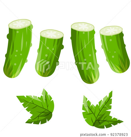 Cucumber. Green fresh vegetable Cucumber. Green fresh vegetable 92378923