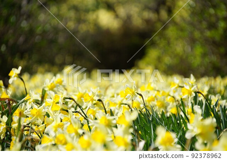 Nenzen no Oka 92378962