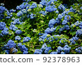 hydrangea   92378963