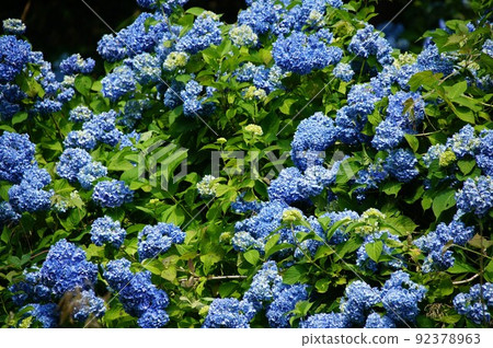 hydrangea   92378963