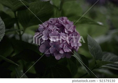 大塚商會歷史公園的繡球花 大塚商會歷史公園的繡球花 92379130