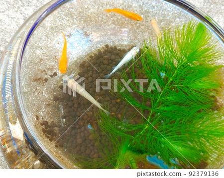 Medaka and aquatic plants in a small aquarium Medaka and aquatic plants in a small aquarium 92379136