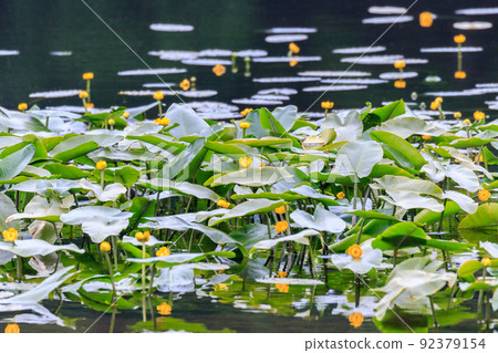 Nuphar japonica (river bone) blooming in Nishiki Onuma, Tomakomai City, Hokkaido [June] 92379154