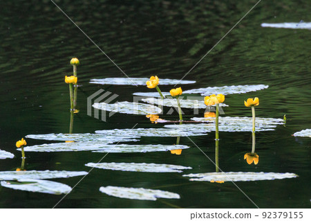 北海道苫小牧市錦大沼盛開的獨獨（河骨）[6月] 92379155