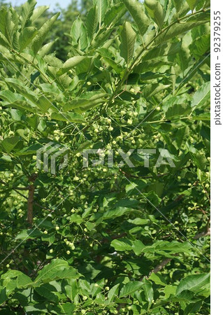 Mayumi fruit in June 92379255