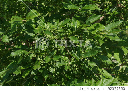 Mayumi fruit in June 92379260