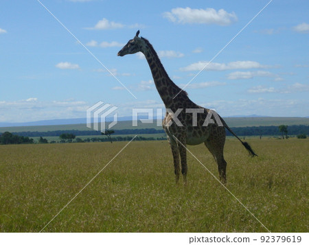 肯尼亞馬賽馬拉國家公園的長頸鹿 肯尼亞馬賽馬拉國家公園的長頸鹿 92379619