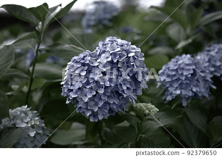 大塚商會歷史公園的繡球花 大塚商會歷史公園的繡球花 92379650