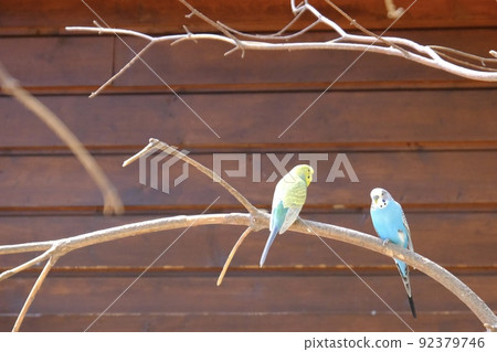 a pair of budgerigar 92379746