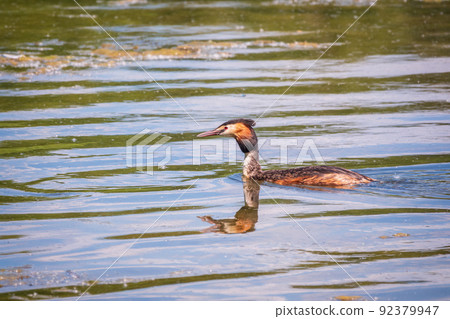 The waterfowl bird Great Crested Grebe swimming in the calm lake 92379947