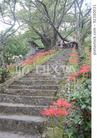 Cluster amaryllis blooming at Butsuryu-ji Temple in Uda City, Nara Prefecture 92380031