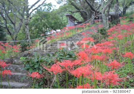 Cluster amaryllis blooming at Butsuryu-ji Temple in Uda City, Nara Prefecture 92380047
