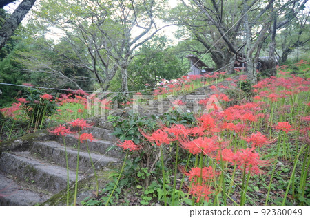 Cluster amaryllis blooming at Butsuryu-ji Temple in Uda City, Nara Prefecture 92380049