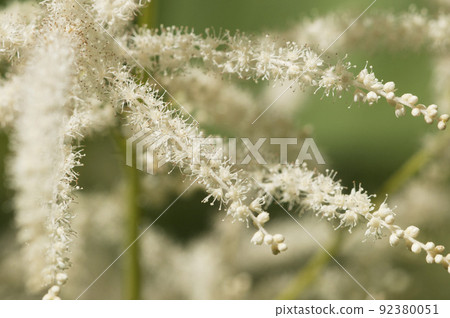 Goats beard (Aruncus dioicus) flowers close up 92380051
