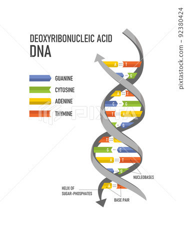 DNA double helix. Deoxyribonucleic acids. Nitrogenous base (Thymine, Adenine, Cytosine or Guanine) and Sugar-Phosphate backbone. 92380424