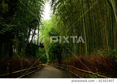 Bamboo groves in Kyoto and Sagano 92381407