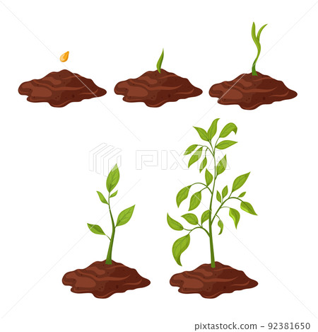 plant gtowth cartoon vector illustration plant gtowth cartoon vector illustration 92381650