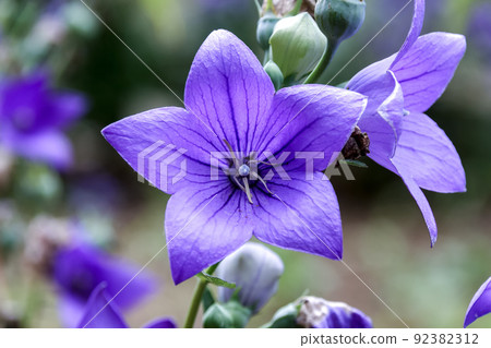 Elegant purple bellflower [Kikyo] 92382312