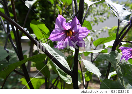茄子花 92383238