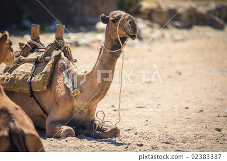 Big Group of African Camels on the Animal Market in Keren, Eritrea Big Group of African Camels on the Animal Market in Keren, Eritrea 92383387