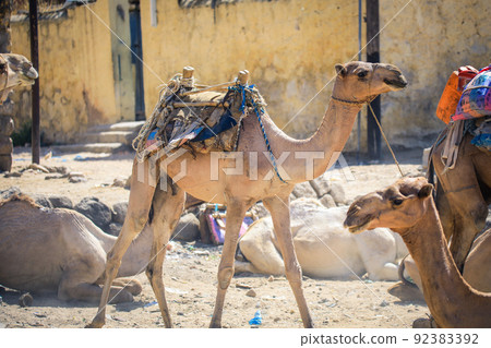Big Group of African Camels on the Animal Market in Keren, Eritrea Big Group of African Camels on the Animal Market in Keren, Eritrea 92383392