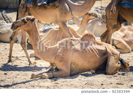 Big Group of African Camels on the Animal Market in Keren, Eritrea Big Group of African Camels on the Animal Market in Keren, Eritrea 92383394