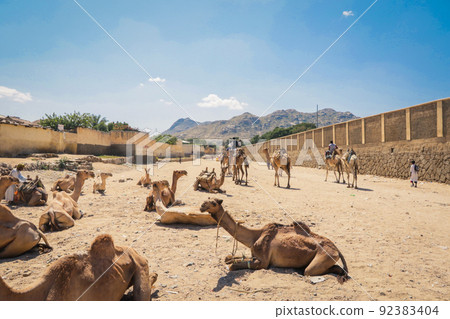 Big Group of African Camels on the Animal Market in Keren, Eritrea 92383404