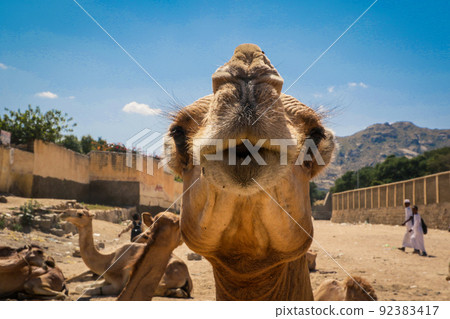 Big Group of African Camels on the Animal Market in Keren, Eritrea Big Group of African Camels on the Animal Market in Keren, Eritrea 92383417