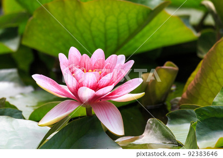 北海道安平町池塘里盛開的志賀公園的睡蓮[6月] 92383646