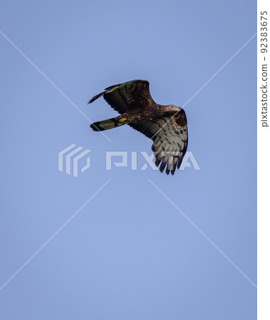 Oriental honey buzzard bird in flight against clear blue skies. Oriental honey buzzard bird in flight against clear blue skies. 92383675