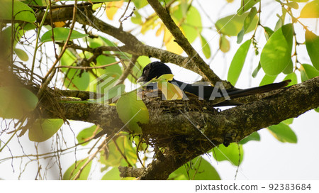 Fork-tailed drongo bird nesting, the nest is hidden inside the foliage. Fork-tailed drongo bird nesting, the nest is hidden inside the foliage. 92383684